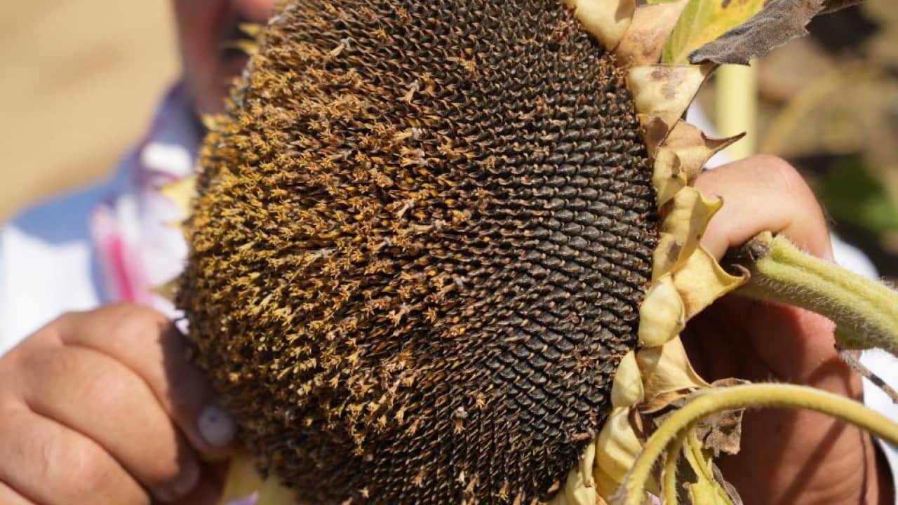 Foto - Ayçiçeğinde bereket yılı Çiftçinin yüzü Günebakan gibi güldü