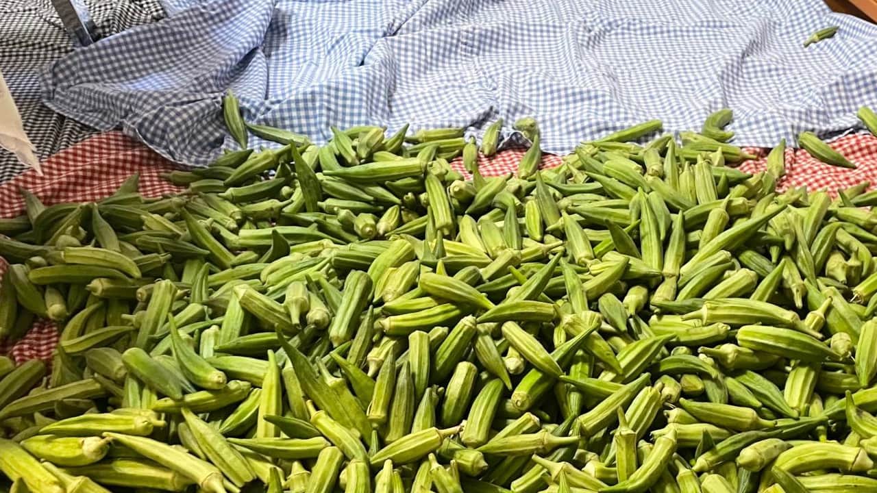 Foto - Bamya fiyatı üreticinin yüzünü güldürdü: Kilosu 150 TL... Afyonkarahisar üretimle dikkat çekiyor