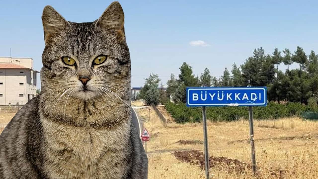 Diyarbakır'dan çok kötü haber: Kedinin ısırdığı çocuk entübe edildi!
