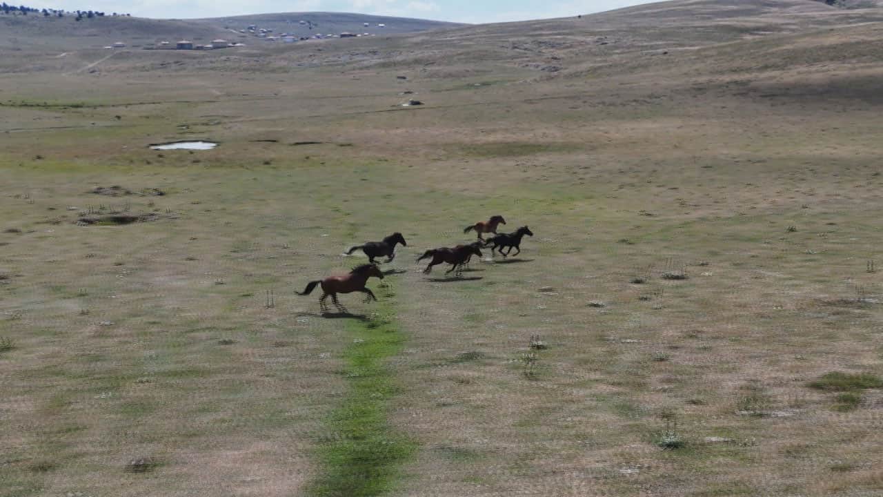 Foto - Başkentin yılkı atları, yaylalarda dörtnala görüntülendi