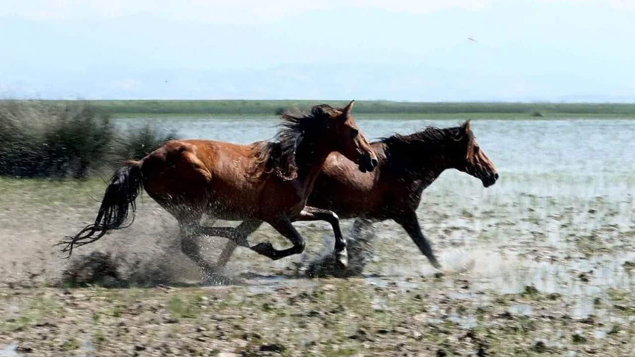 Başkentin yılkı atları, yaylalarda dörtnala görüntülendi