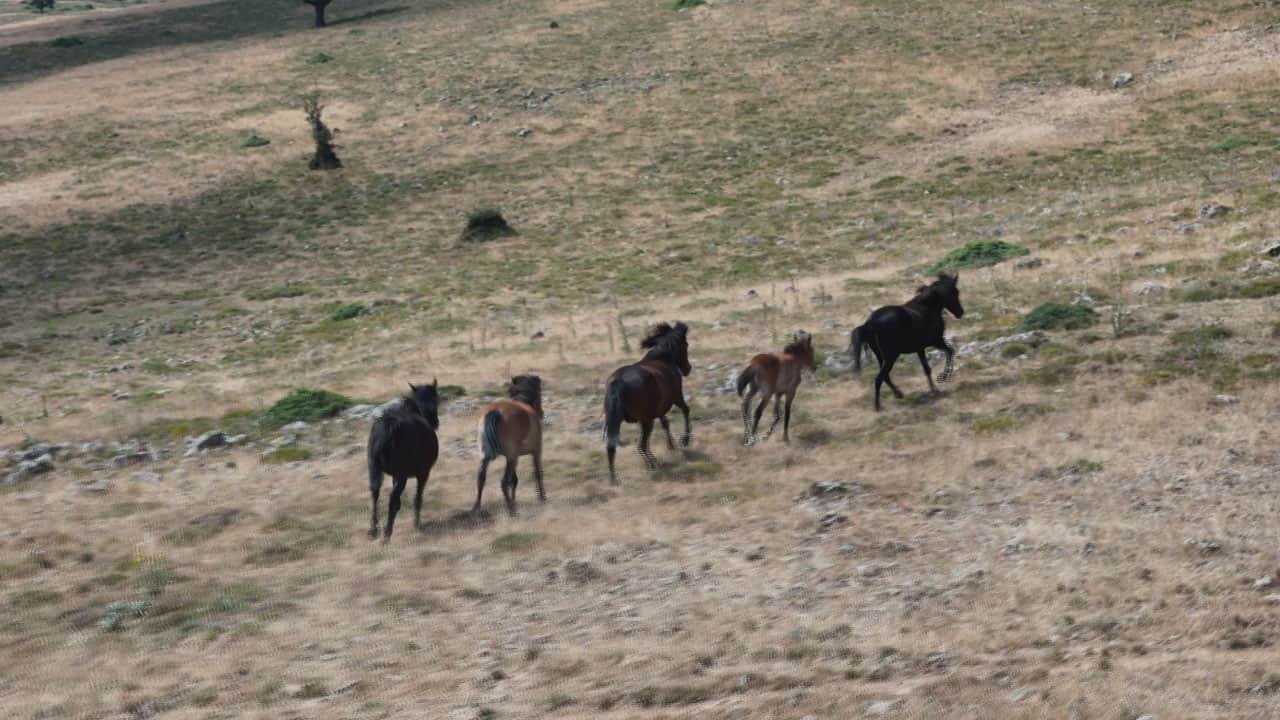 Foto - Başkentin yılkı atları, yaylalarda dörtnala görüntülendi