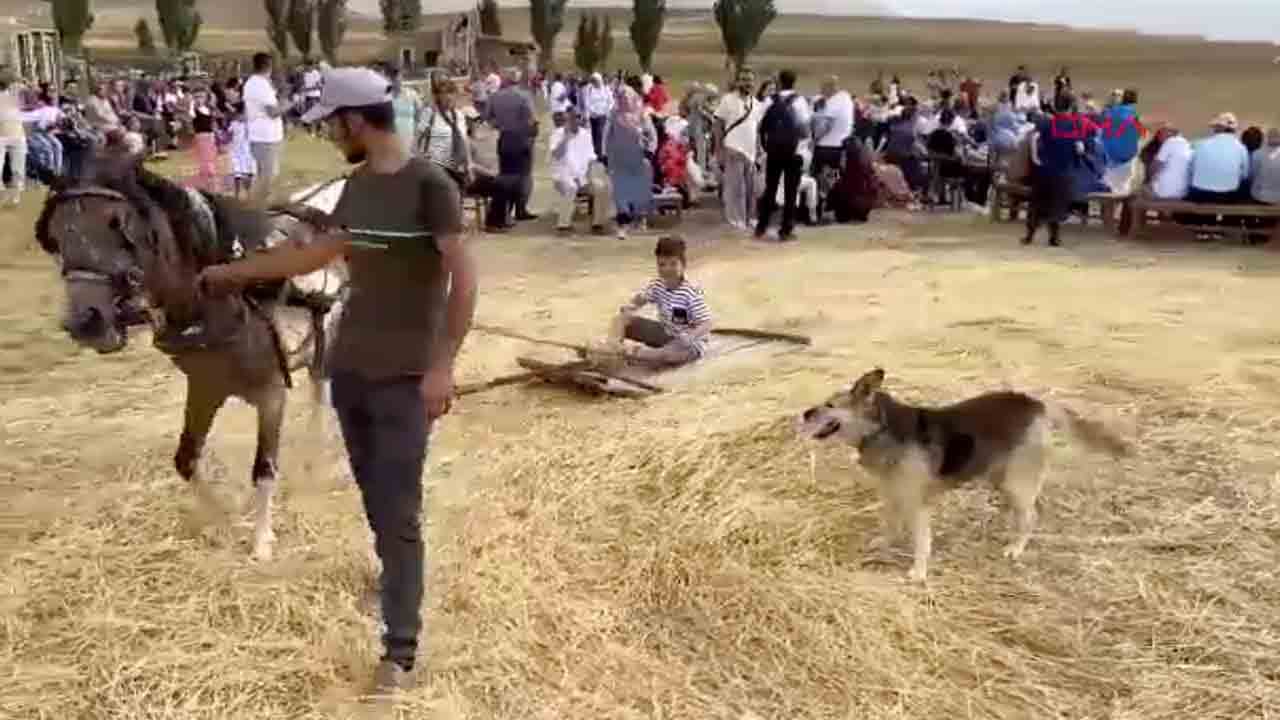 Foto - Bayburt’taki Harman Festivali’nde renkli görüntüler… ‘Aksakal’ Yıldırım ekin biçti, patoz vurdu