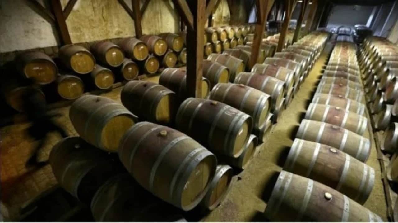 Foto - Belalarını buldular: İnsanların ocağına incir ağacı diken alkol markası iflas etti