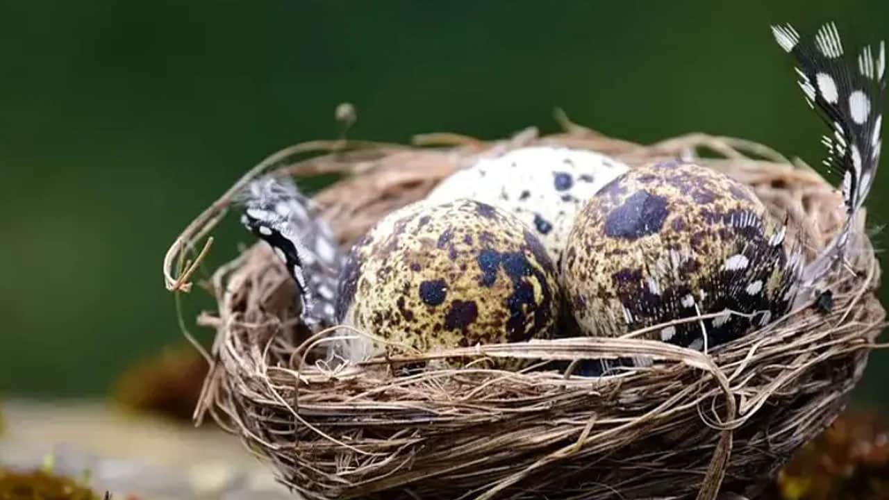 Foto - Bıldırcın yumurtasında saklı moleküler güç! Hedef kanser hücrelerini seçici biçimde baskılamak