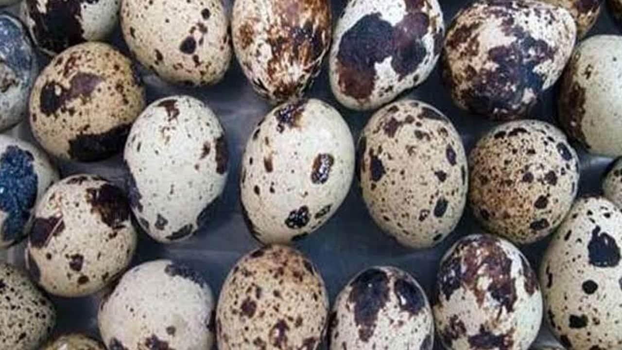 Foto - Bıldırcın yumurtasında saklı moleküler güç! Hedef kanser hücrelerini seçici biçimde baskılamak