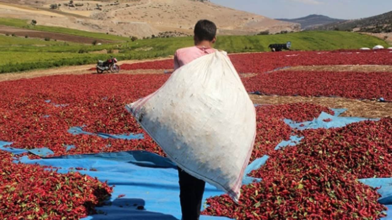 Foto - Bilimsel olarak kanıtlandı: Acı yiyen daha uzun yaşıyor