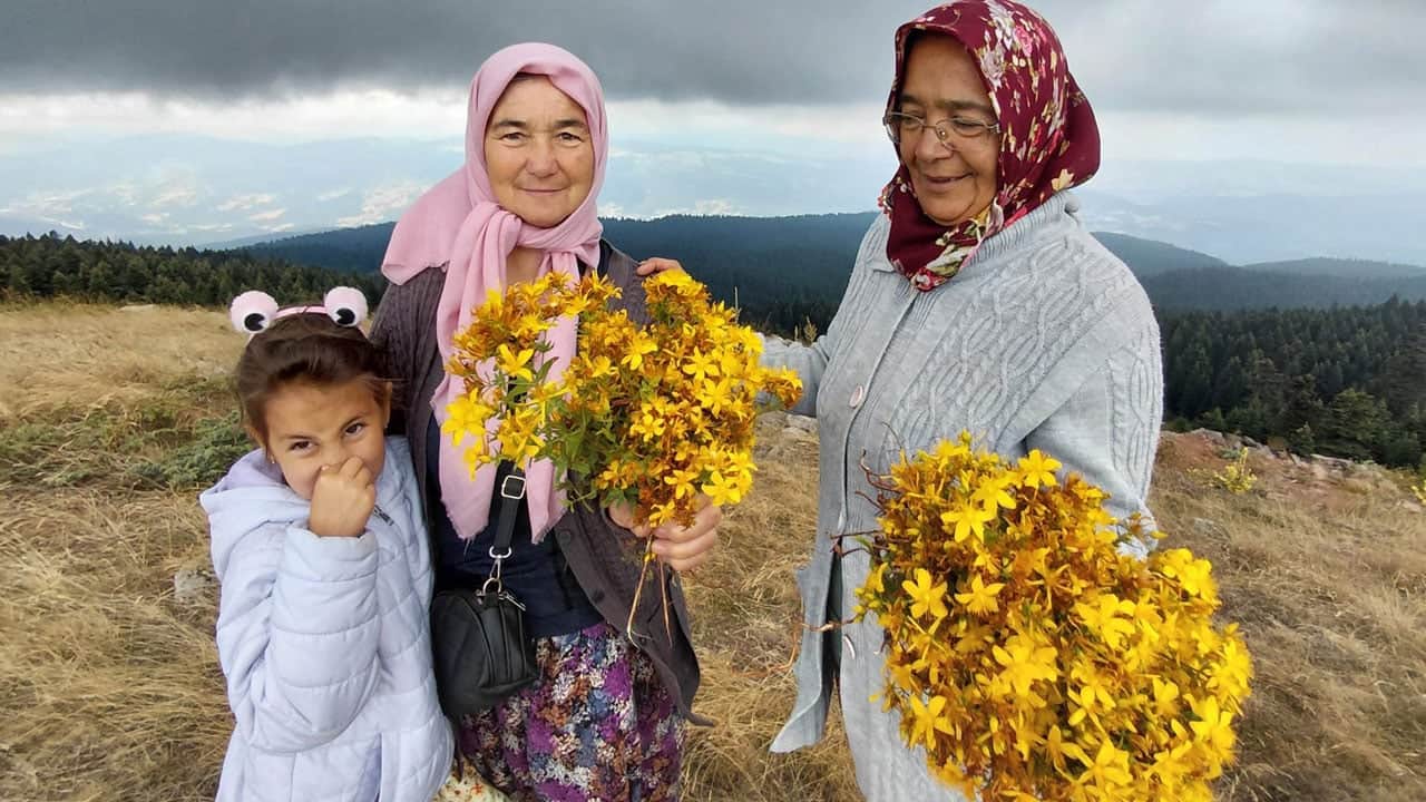 Foto - Bin 850 rakımlı zirvede şifa aradılar: Hacet Bayramı'nda sarı kantaron mesaisi