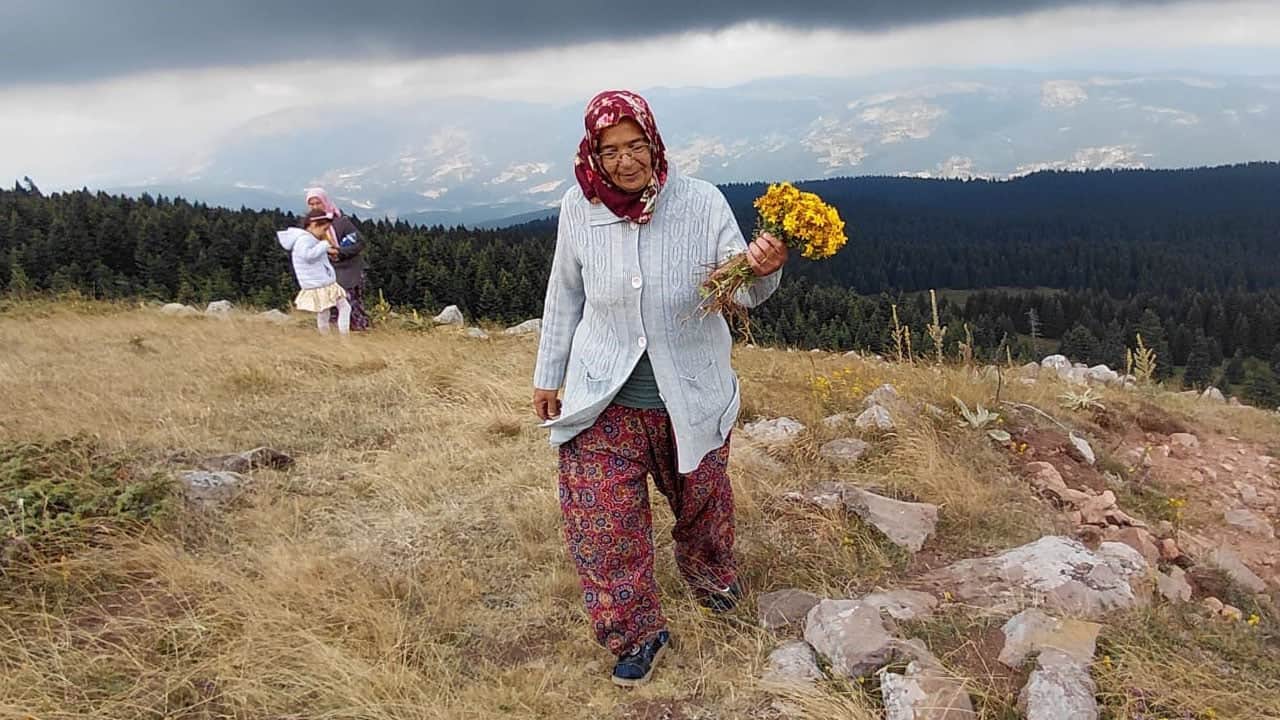 Foto - Bin 850 rakımlı zirvede şifa aradılar: Hacet Bayramı'nda sarı kantaron mesaisi