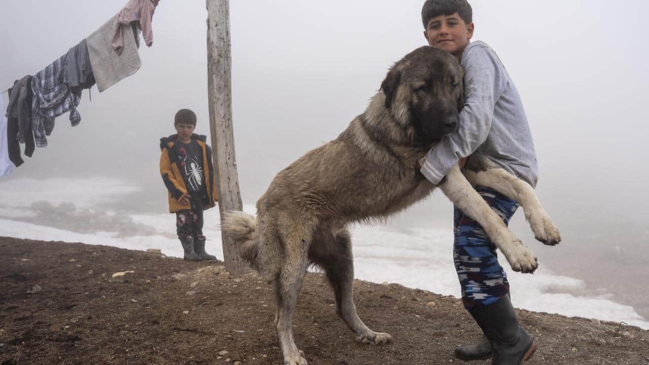 Foto - Bir başkadır Kaçkar Dağları! Yaylalarda bir gün böyle geçiyor…