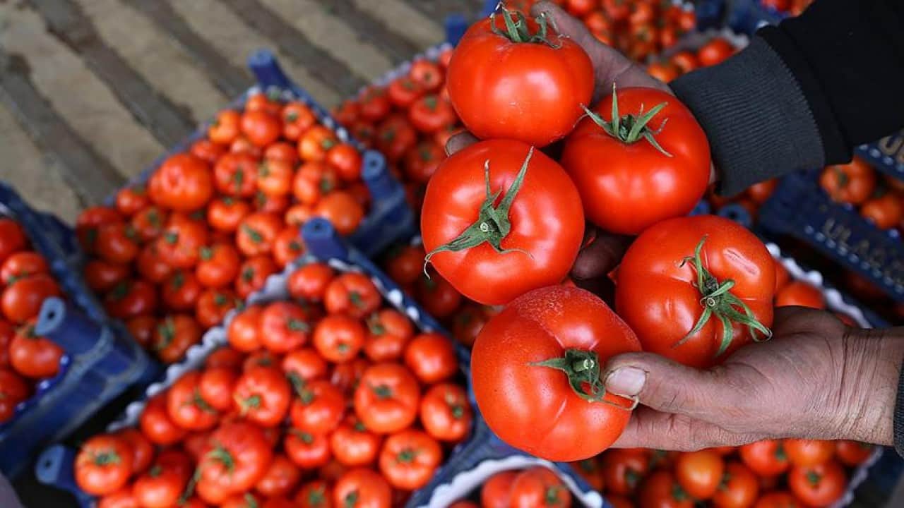 Foto - Bir dönem bizden alıyorlardı, Arap ülkesi maalesef Türkiye'nin tarımdaki en büyük rakibi oldu