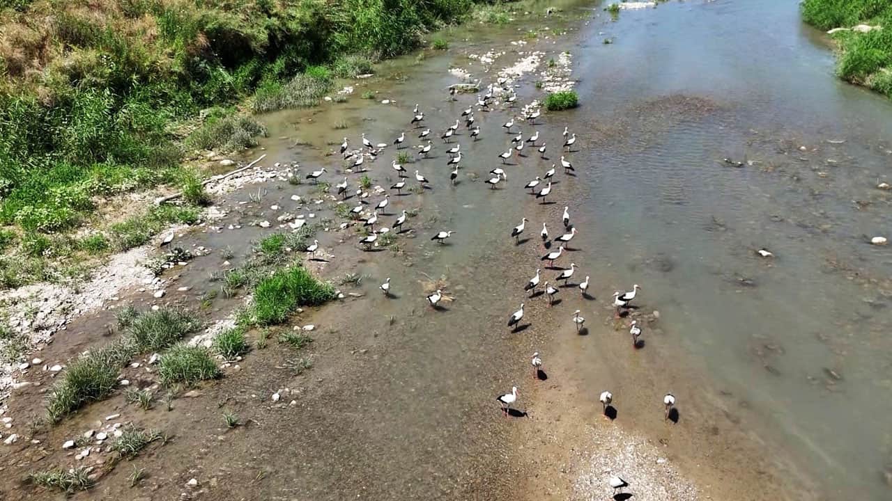 Foto - Bir geldiler bir daha gitmiyorlar! Leylekler Soğanlı’yı mekan yaptı