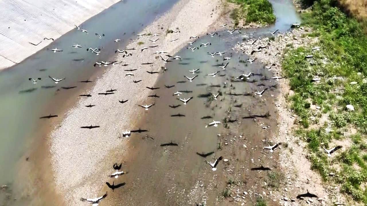 Foto - Bir geldiler bir daha gitmiyorlar! Leylekler Soğanlı’yı mekan yaptı