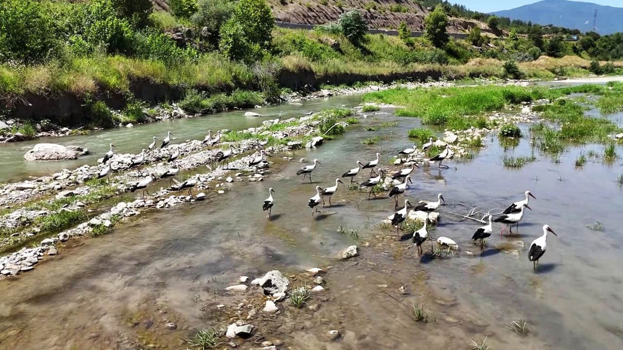 Foto - Bir geldiler bir daha gitmiyorlar! Leylekler Soğanlı’yı mekan yaptı
