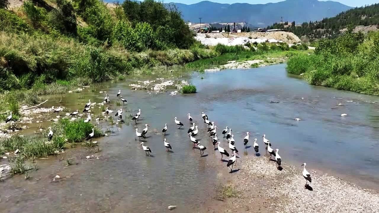 Bir geldiler bir daha gitmiyorlar! Leylekler Soğanlı’yı mekan yaptı