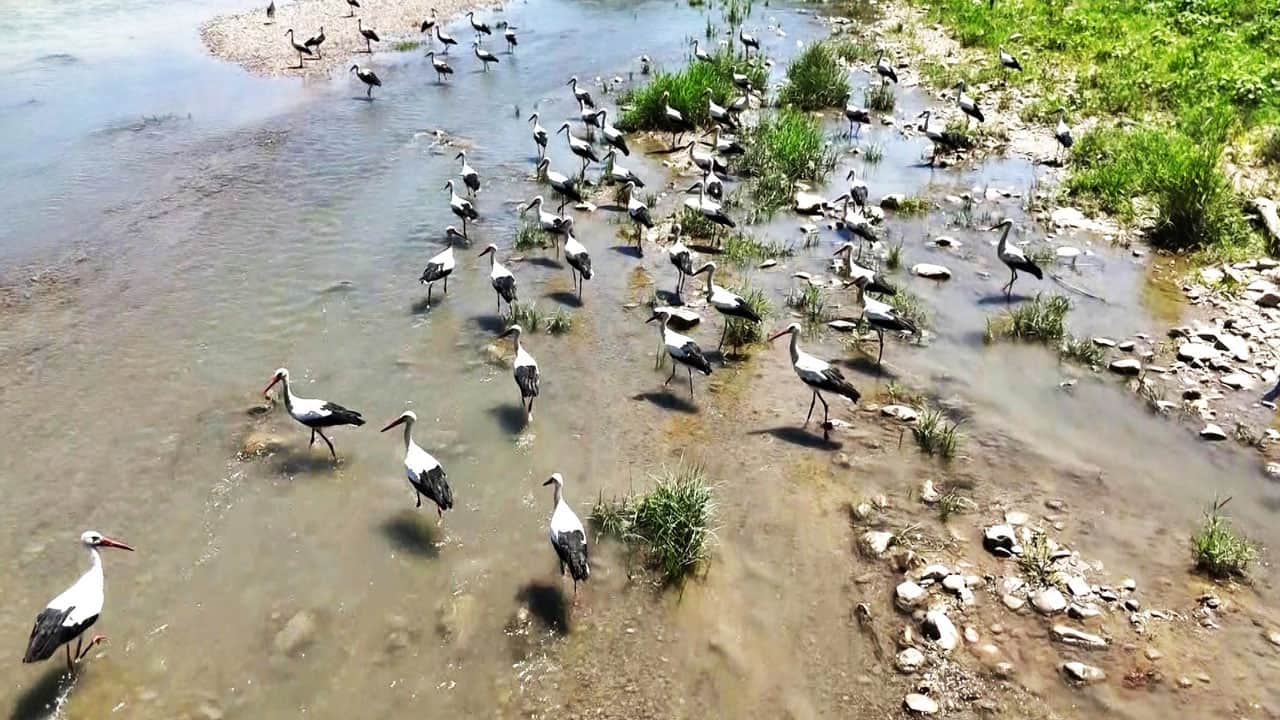 Foto - Bir geldiler bir daha gitmiyorlar! Leylekler Soğanlı’yı mekan yaptı