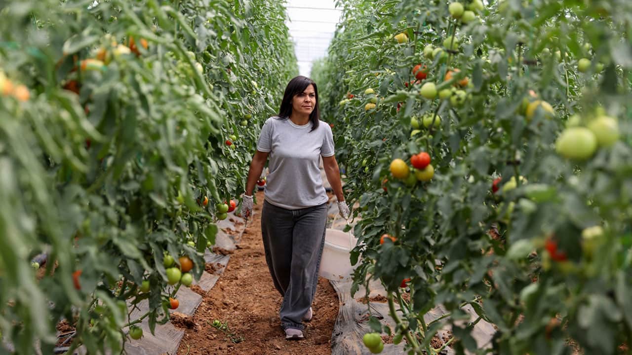 Foto - Bir kere ekti haftada iki kez hasat ediyor! Hayalinin peşinden giden kadın çiftçi paraya para demiyor