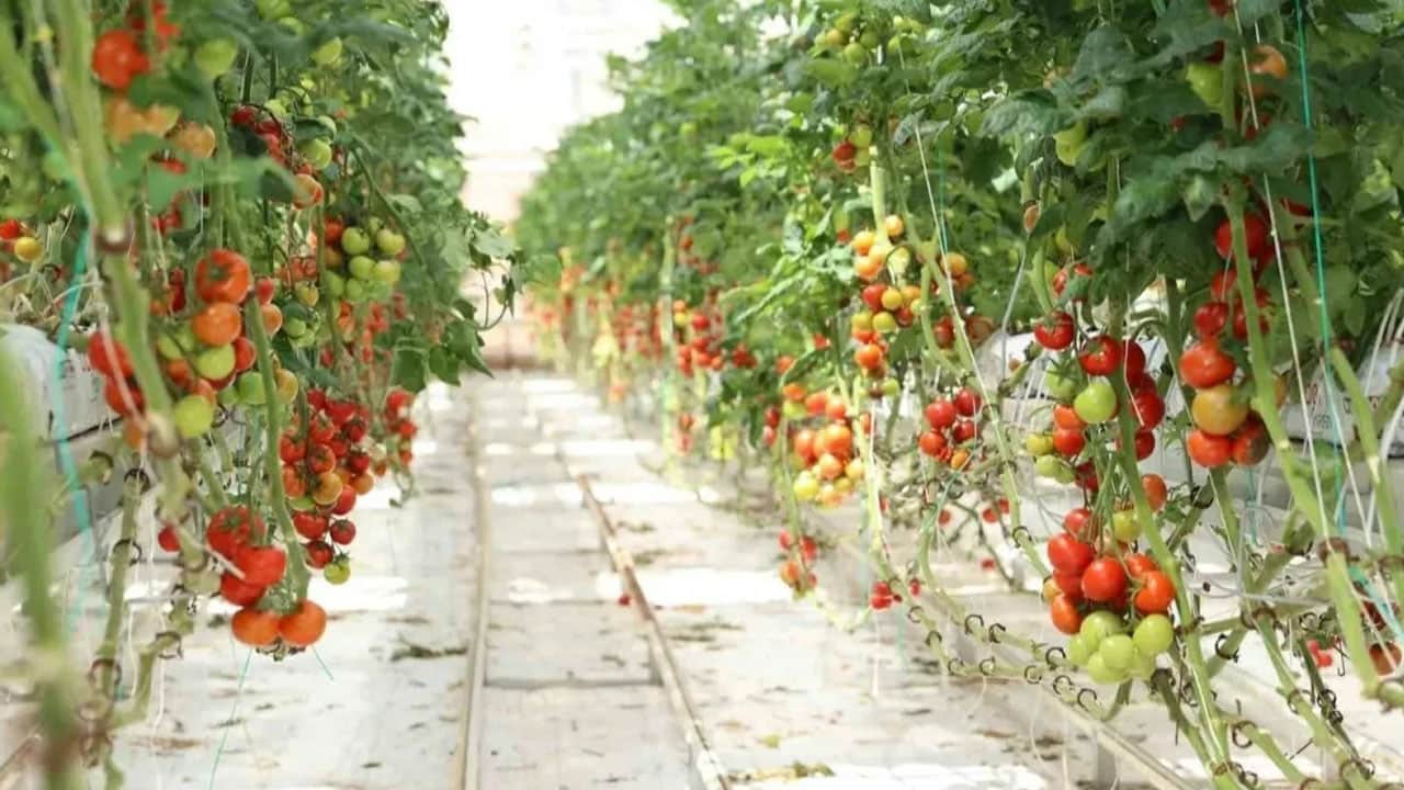 Foto - Bir kere ekti haftada iki kez hasat ediyor! Hayalinin peşinden giden kadın çiftçi paraya para demiyor