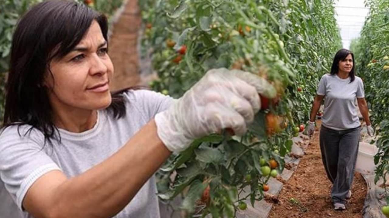 Bir kere ekti haftada iki kez hasat ediyor! Hayalinin peşinden giden kadın çiftçi paraya para demiyor