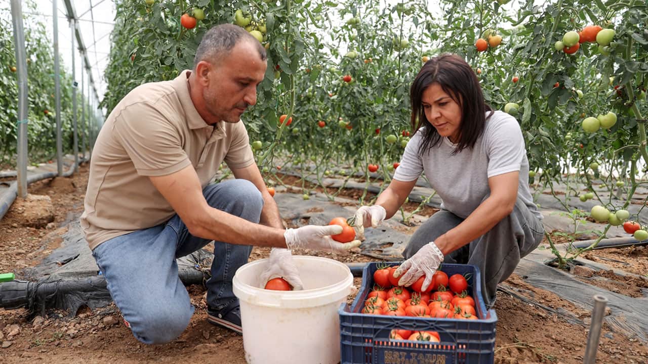 Foto - Bir kere ekti haftada iki kez hasat ediyor! Hayalinin peşinden giden kadın çiftçi paraya para demiyor