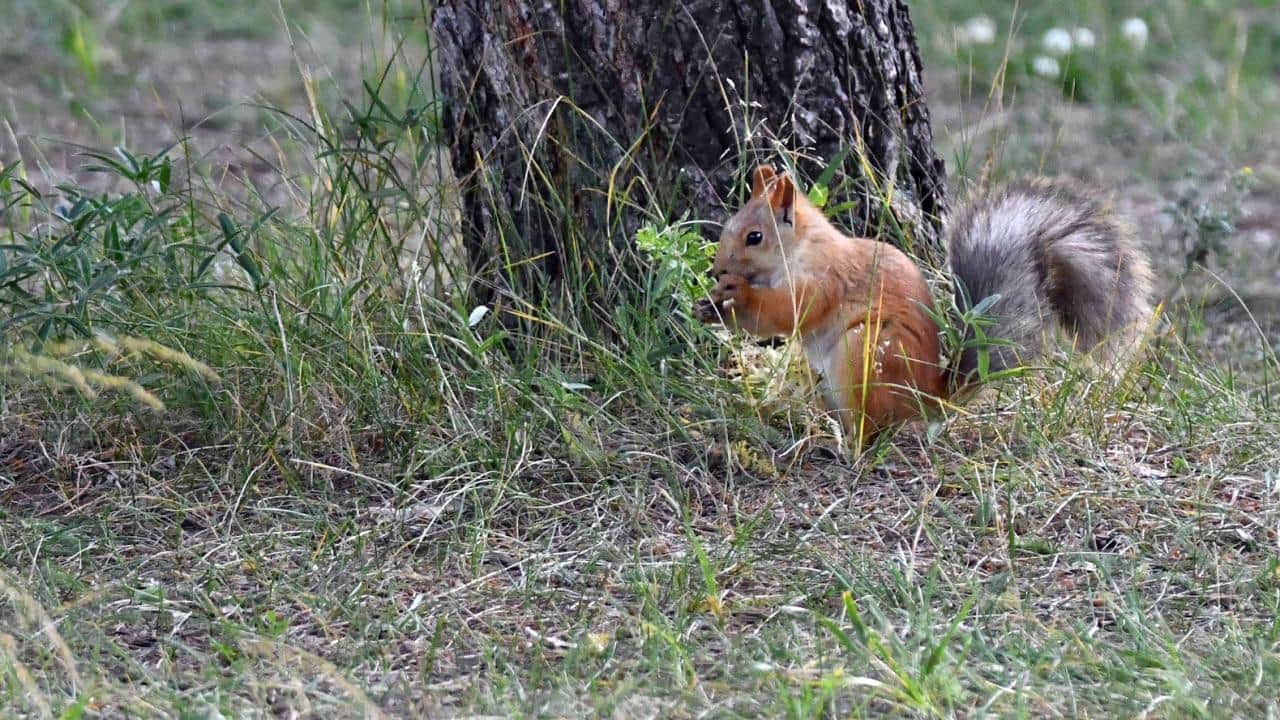 Foto - Bu da Kars’ın kızıl sincabı! Millet bahçesini şenlendiriyor