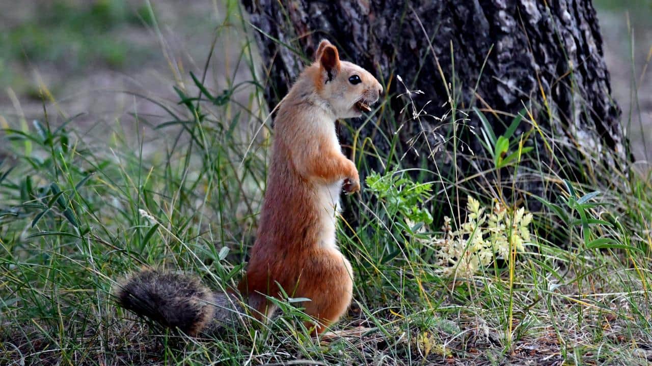 Bu da Kars’ın kızıl sincabı! Millet bahçesini şenlendiriyor