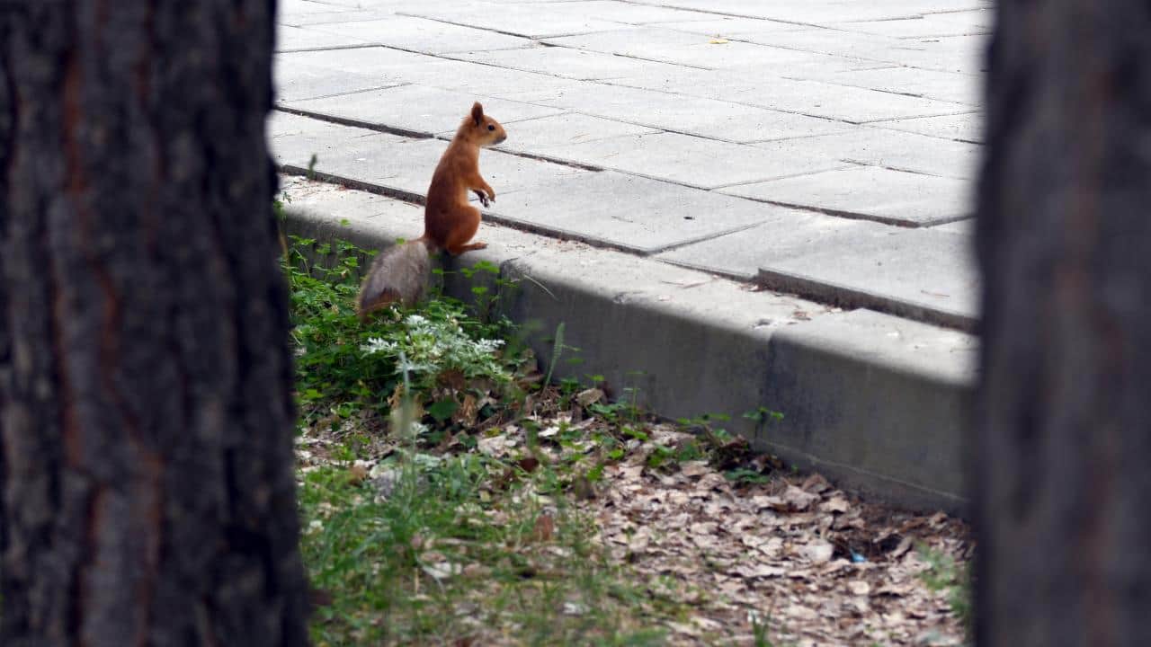 Foto - Bu da Kars’ın kızıl sincabı! Millet bahçesini şenlendiriyor