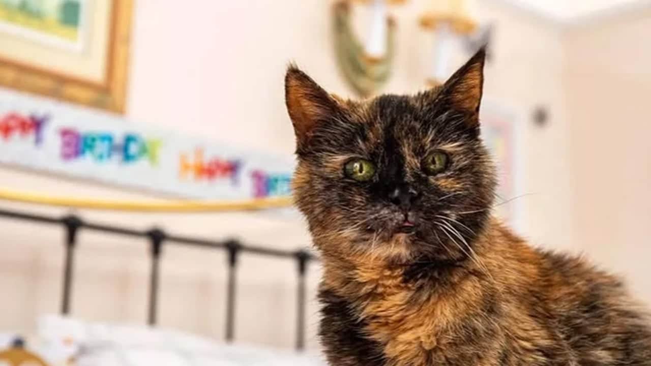 Foto - Bu kez keşif yolculuğunda 31 yaşına basan kedi var! Gündeme oturdu: Sadece 3 gıdayla besleniyor