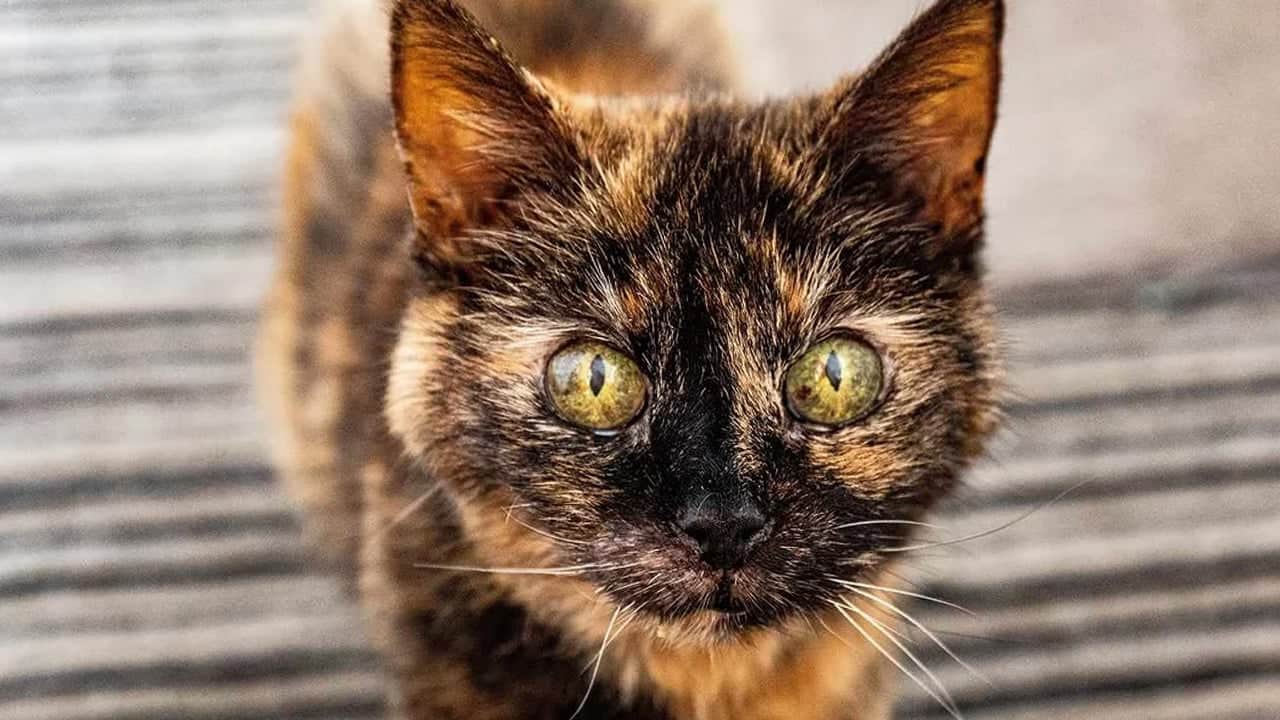 Foto - Bu kez keşif yolculuğunda 31 yaşına basan kedi var! Gündeme oturdu: Sadece 3 gıdayla besleniyor