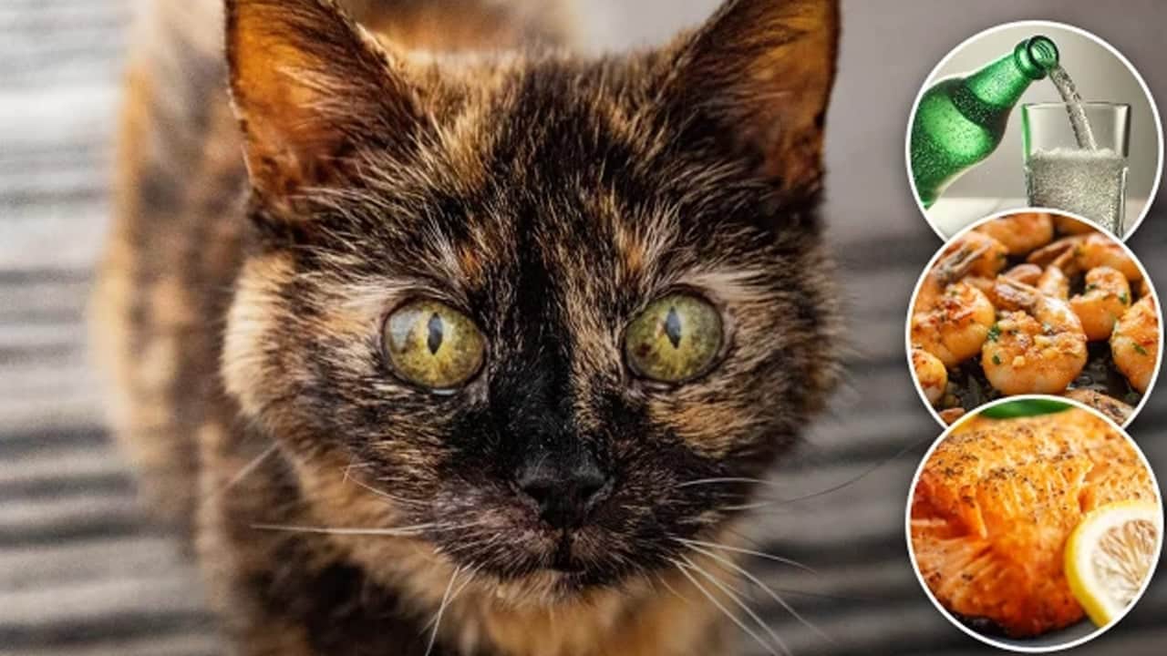 Foto - Bu kez keşif yolculuğunda 31 yaşına basan kedi var! Gündeme oturdu: Sadece 3 gıdayla besleniyor