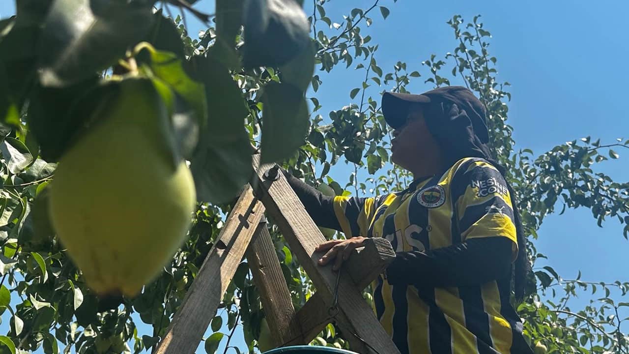 Foto - Bu sene rekor bekleniyor! İtalyanlar yetiştirmekten vazgeçti, Bursa zirveye çıktı