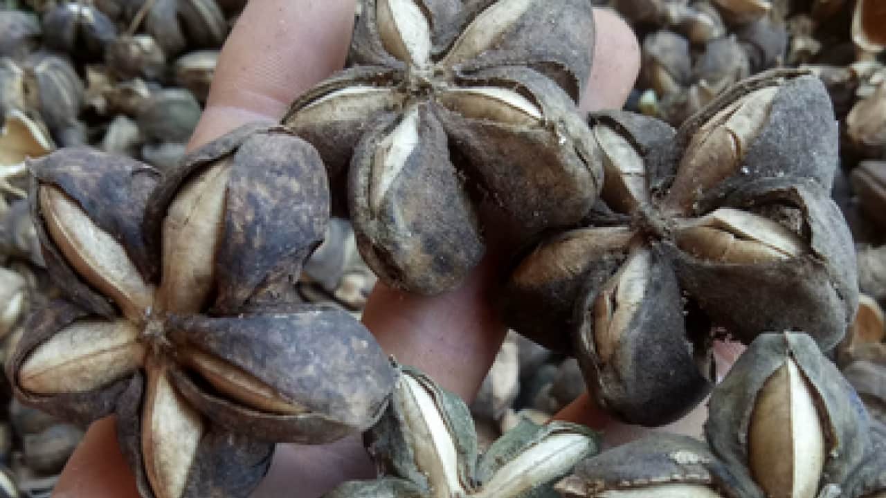 Bu tohum gerçek protein bombası: Herkesin yeni gözdesi oldu! Kalp ve felç gibi hastalıklara çare oluyor
