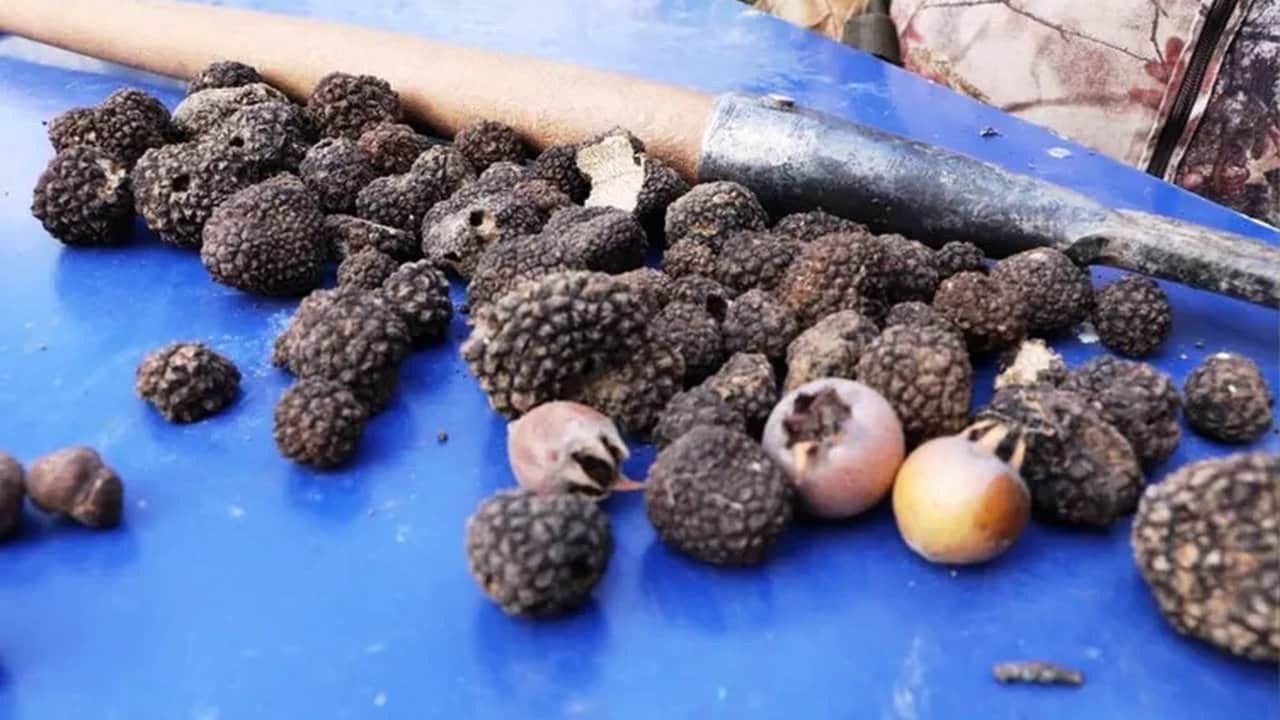 Foto - Bulan köşeyi dönüyor! Türkiye’de bilmeyenlerin çöpe attığı "siyah elmas", resmen zengin ediyor