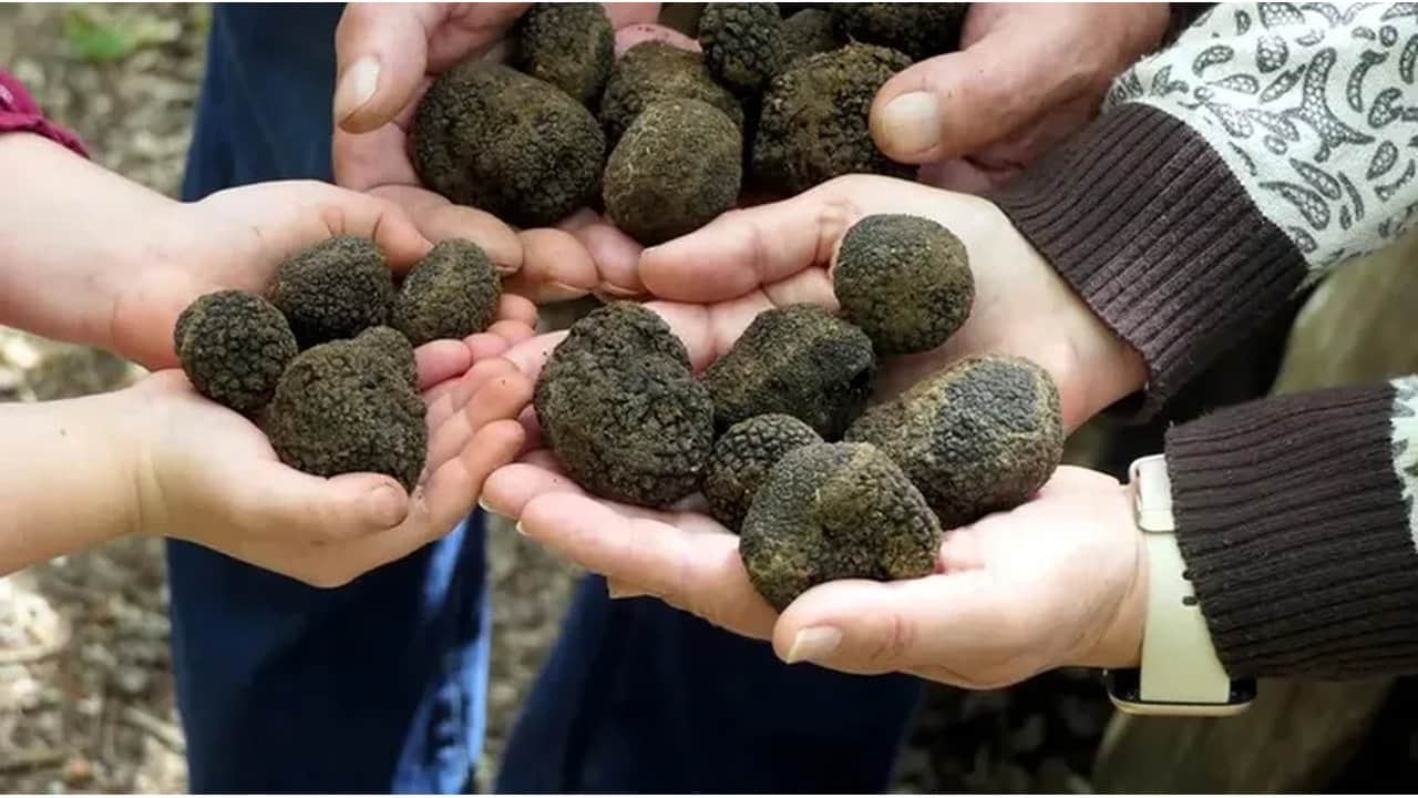 Foto - Bulan köşeyi dönüyor! Türkiye’de bilmeyenlerin çöpe attığı "siyah elmas", resmen zengin ediyor