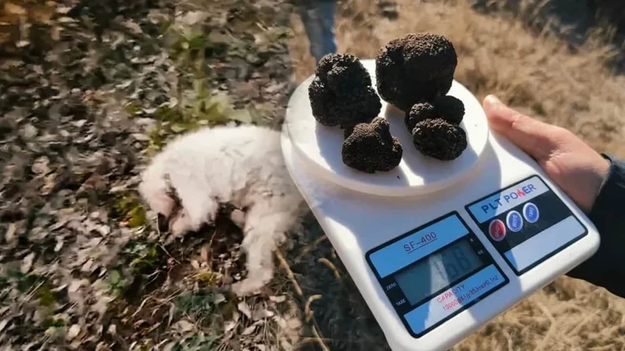 Foto - Bulan köşeyi dönüyor! Türkiye’de bilmeyenlerin çöpe attığı "siyah elmas", resmen zengin ediyor