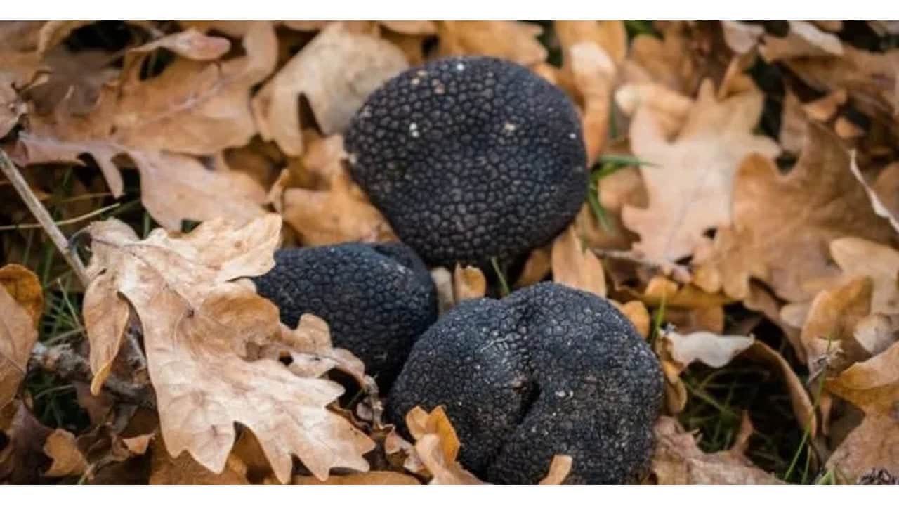 Foto - Bulan köşeyi dönüyor! Türkiye’de bilmeyenlerin çöpe attığı "siyah elmas", resmen zengin ediyor