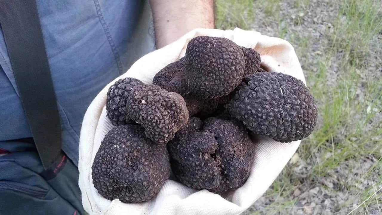 Foto - Bulan köşeyi dönüyor! Türkiye’de bilmeyenlerin çöpe attığı "siyah elmas", resmen zengin ediyor