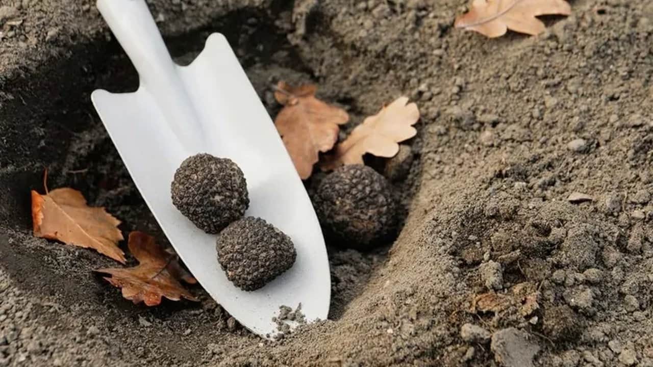 Foto - Bulan köşeyi dönüyor! Türkiye’de bilmeyenlerin çöpe attığı "siyah elmas", resmen zengin ediyor
