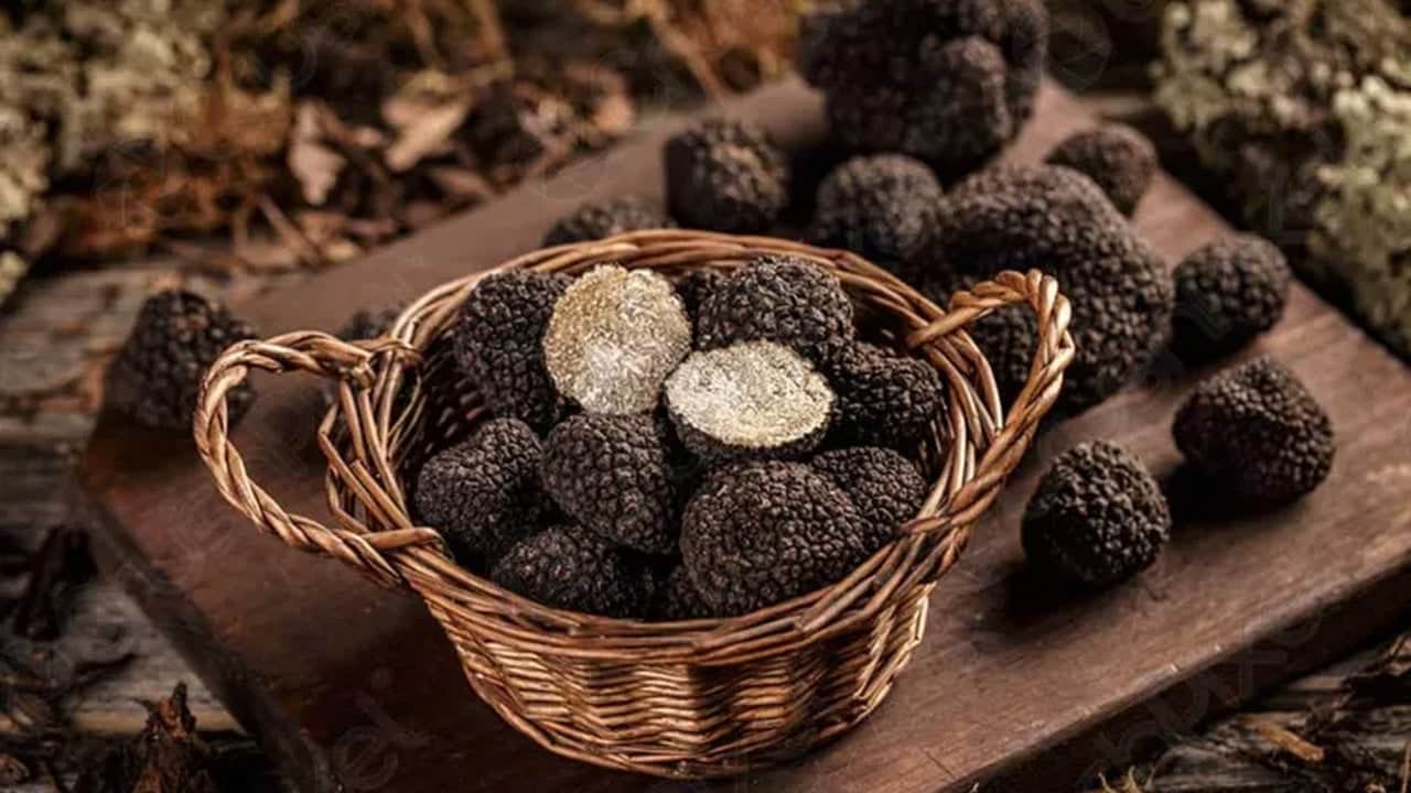 Foto - Bulan köşeyi dönüyor! Türkiye’de bilmeyenlerin çöpe attığı "siyah elmas", resmen zengin ediyor