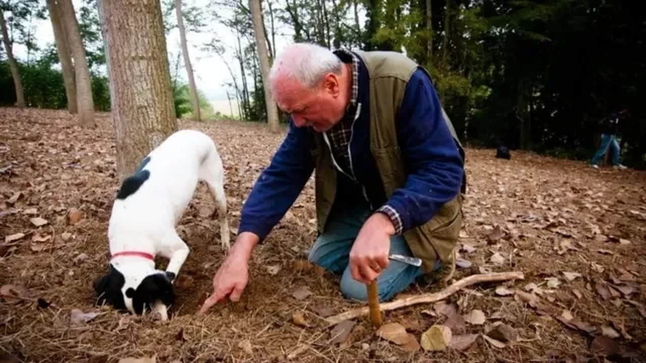 Bulan köşeyi dönüyor! Türkiye’de bilmeyenlerin çöpe attığı "siyah elmas", resmen zengin ediyor