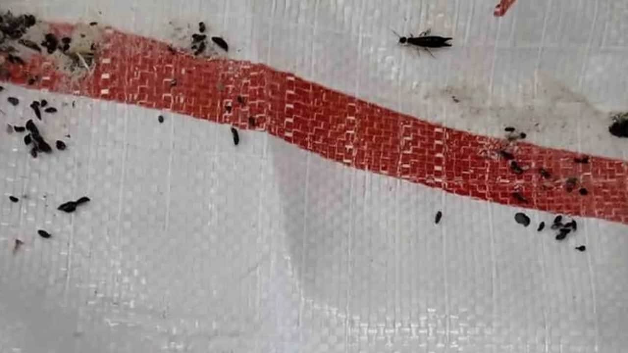 Foto - Bunlar insan olamaz! Fırında skandal görüntüler 