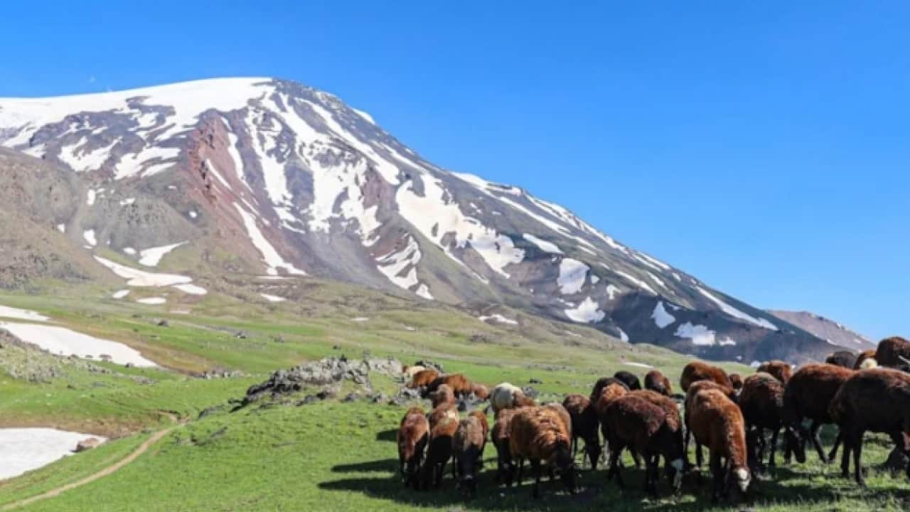 Foto - Çamur şelaleleri akıyordu: Ağrı dağında besicilerin yüzü güldü!