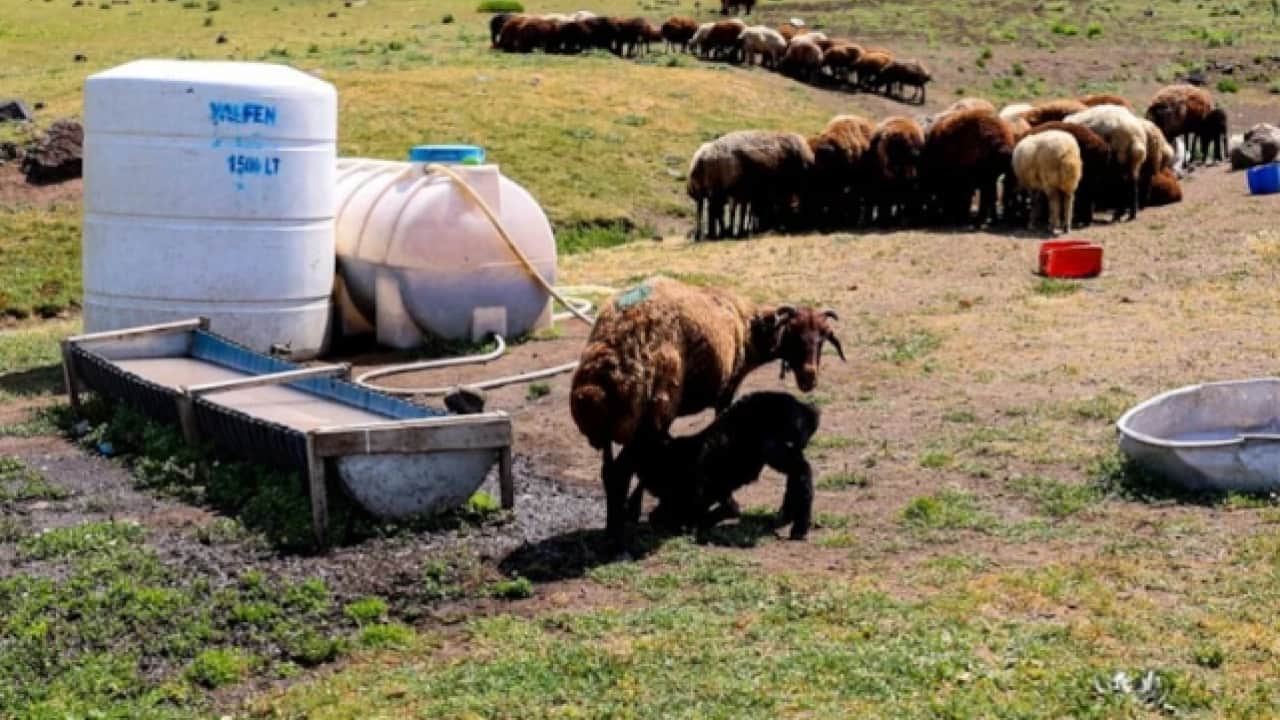 Foto - Çamur şelaleleri akıyordu: Ağrı dağında besicilerin yüzü güldü!