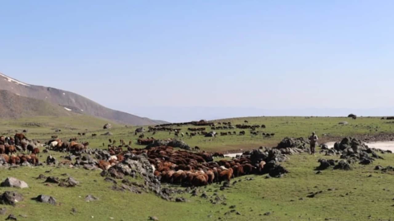 Foto - Çamur şelaleleri akıyordu: Ağrı dağında besicilerin yüzü güldü!