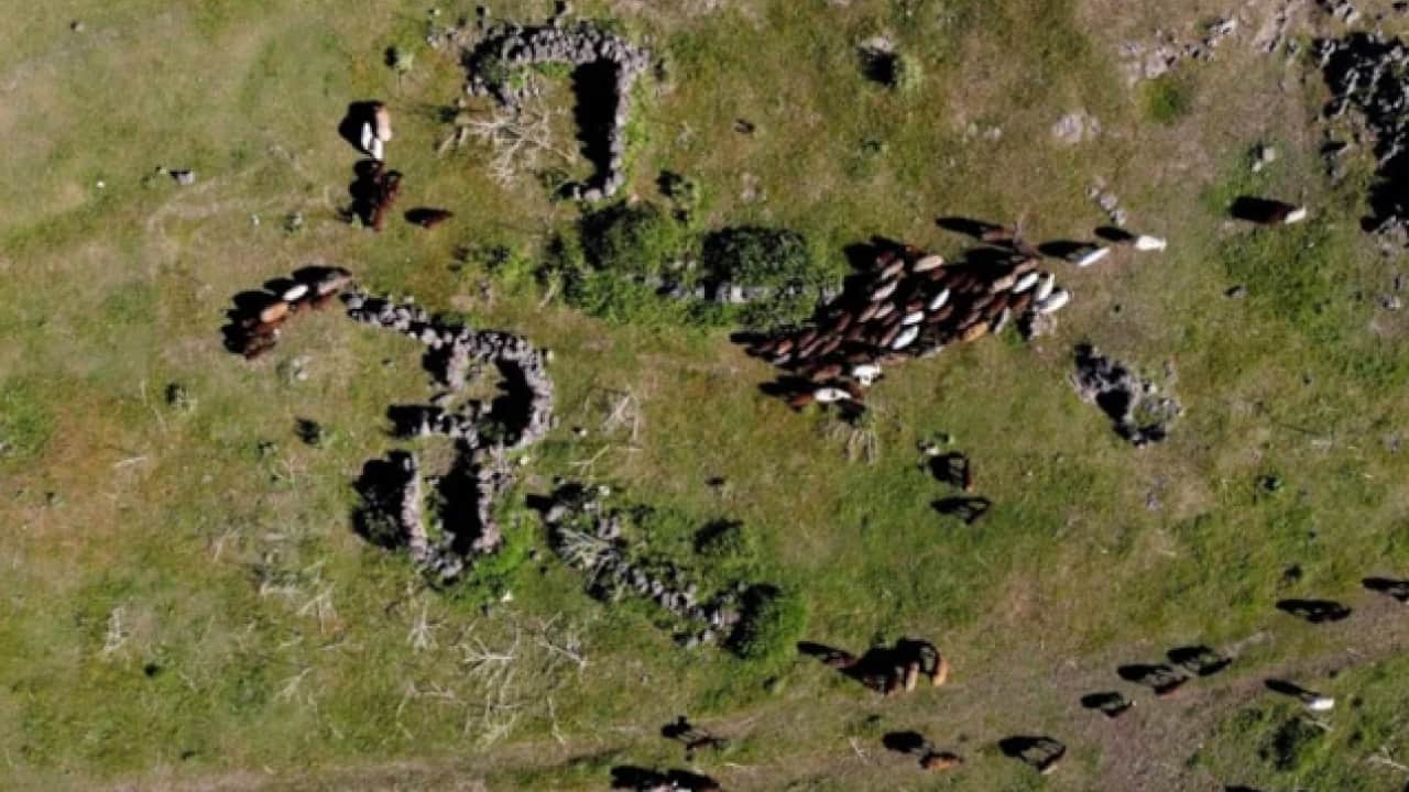 Foto - Çamur şelaleleri akıyordu: Ağrı dağında besicilerin yüzü güldü!
