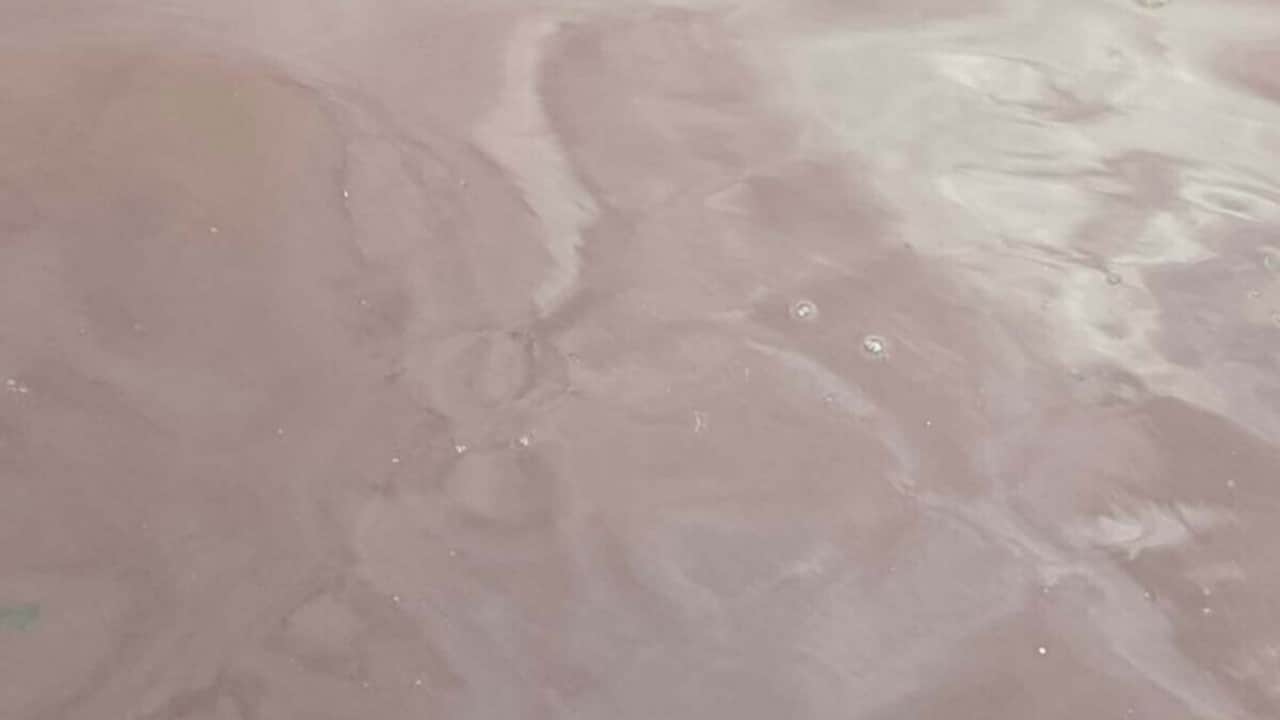 Foto - CHP'den görüşmemiş hizmet! İzmir Körfezi’ni kötü koku sardı