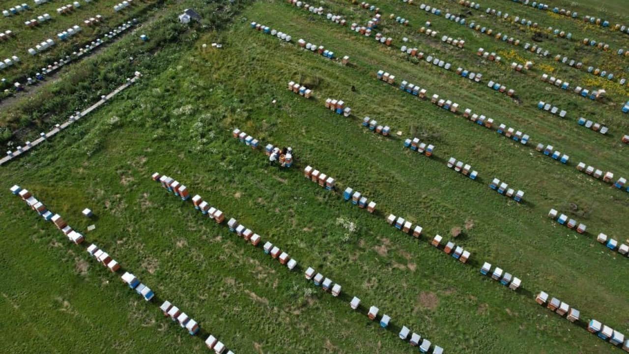 Foto - Coğrafi işaretli bu balın kilosu bin 900 lira! Doğanın koynundan sofralara ulaşan lezzet