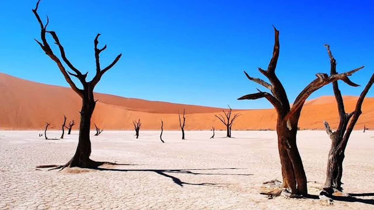 Foto - Çölün ortasındaki ağaç iskeletler! 900 yıl önce kurudular ama çürüyemiyorlar