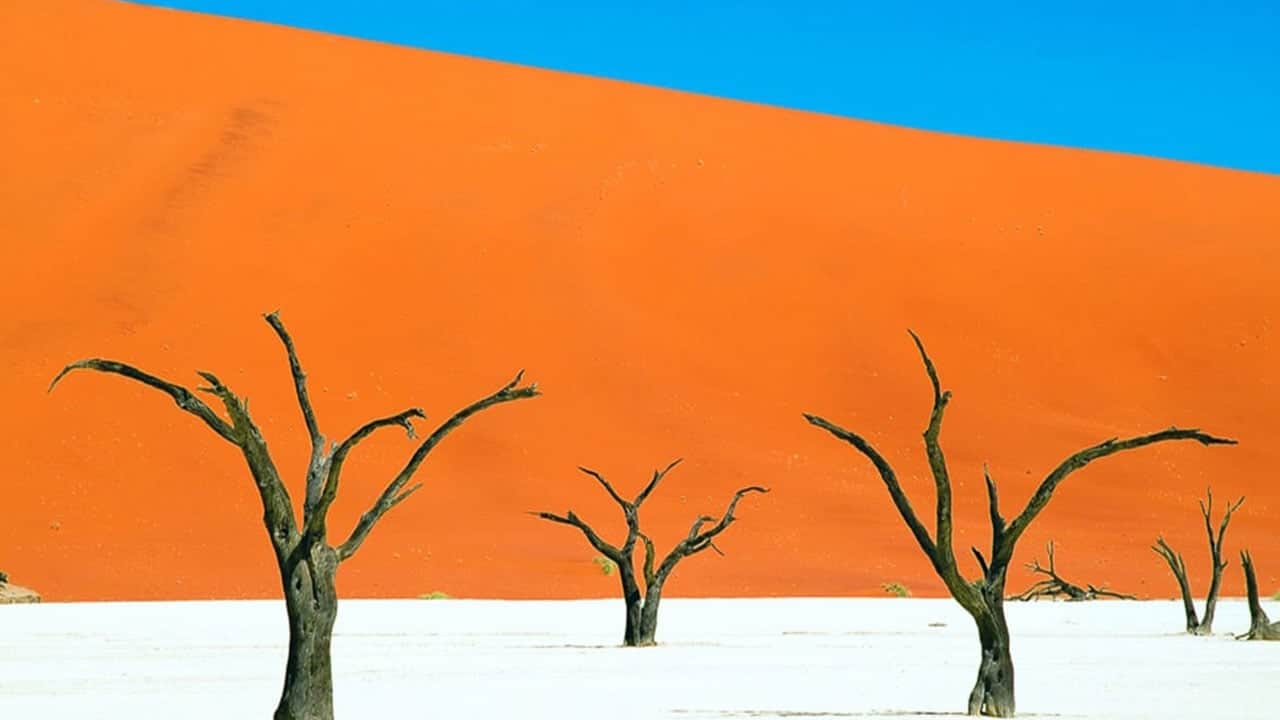 Foto - Çölün ortasındaki ağaç iskeletler! 900 yıl önce kurudular ama çürüyemiyorlar