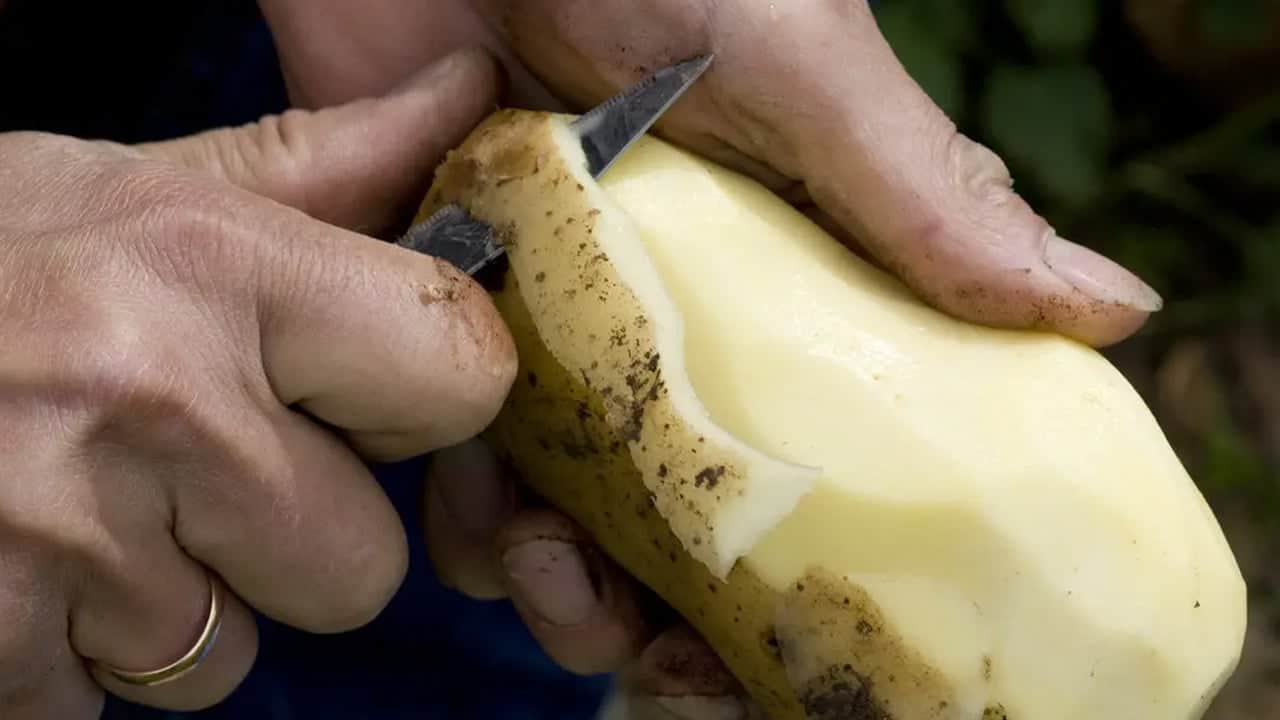 Foto - Paslı tava, tencerelere çöpe atmayın bunu deneyin! Meşhur patates ile ilgili çok şaşırtıcı bilgi bunlar...